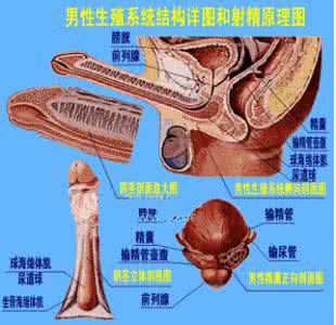 长期不射精 精子质量 男性多久射精精子质量最好