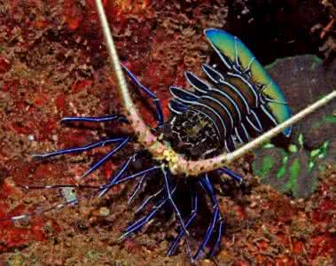 杂色龙虾价格 杂色龙虾