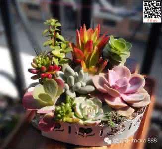 多肉植物组合盆栽 【多肉植物馆】多肉植物组合盆栽的组合与养护注意事项