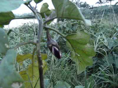 茄子根治乙肝是真的么 茄子秧根治乙肝