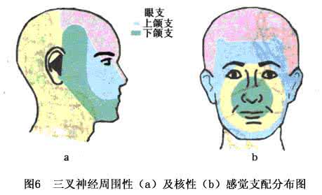 味觉感受器 怎么破坏味觉感受器？