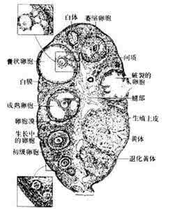 卵子能在体内存活多久 女性卵子在体内能存活多久？