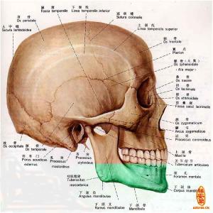 枕骨突出是好的相吗 骨相大全——泰山枕骨