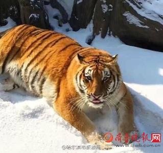 过完年东北虎胖成气球 过完年东北虎胖成气球 不知你是否一样?