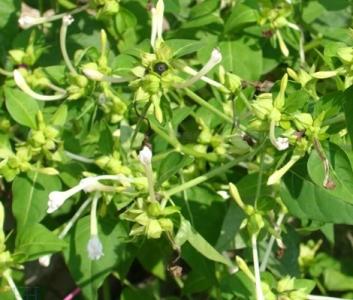 开业花篮一般几点钟送 什么花在几点钟开花?