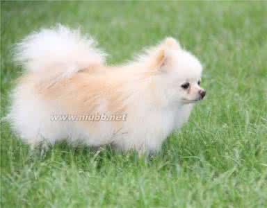 德国狐狸犬 德国狐狸犬 【德国狐狸犬】德国名犬有哪些