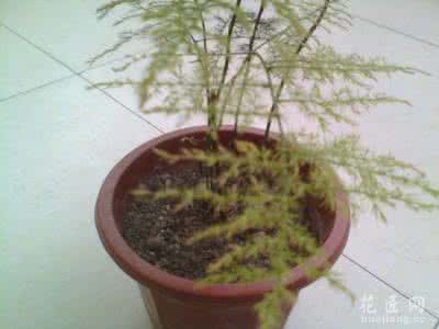 文竹变黄 文竹枝叶变黄该怎么办？