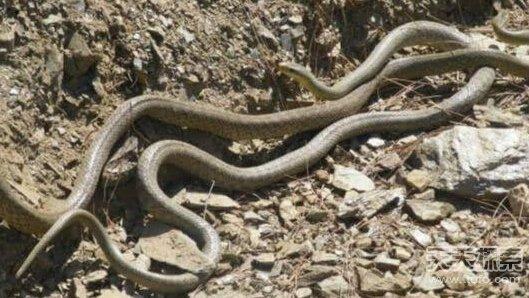 家里看见蛇好不好 看见蛇交配好不好 蛇是怎样生宝宝的？怎么交配的？