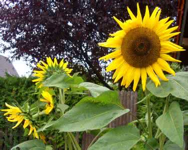 向日葵 【花样】向日葵02