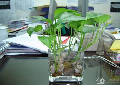 水培花卉代理 学会这10条、养殖水培花卉不求人！