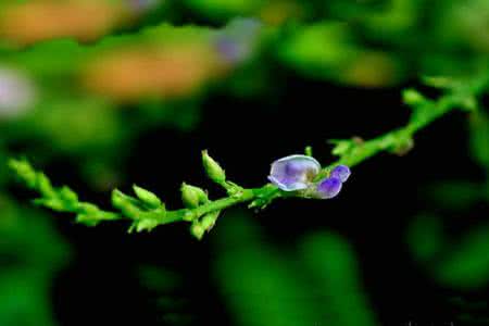 名贵植物中药材排名 葫芦茶 葫芦茶(中药材植物名:葫芦茶)(植物科目:蝶形花科)