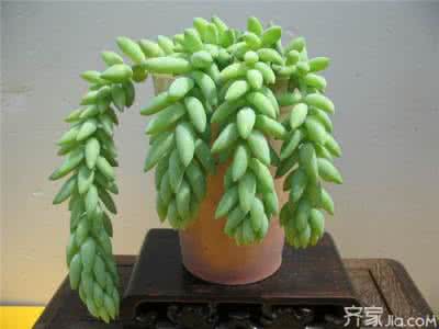 景天多肉植物怎么养 教你如何养多肉植物--翡翠景天