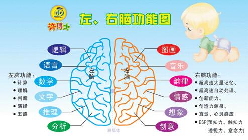 如何开发人的右脑 如何开发右脑 怎样开发人的右脑