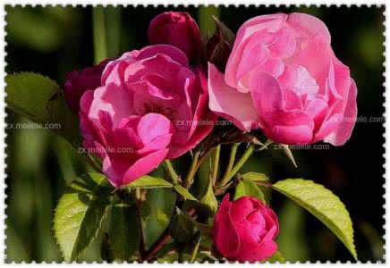 月季花的功效与作用 月季花的功效与作用 月季花的功效与作用有哪些