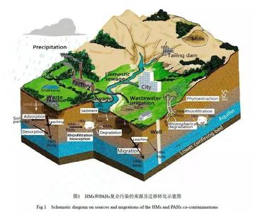 地下水污染物迁移模拟 地下水污染物迁移模拟 绿色植物吸收或降解土壤、地下水或大气中污染物