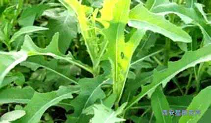 抗癌野菜 在翁源随处可挖的野菜原来竟是抗癌大王!!