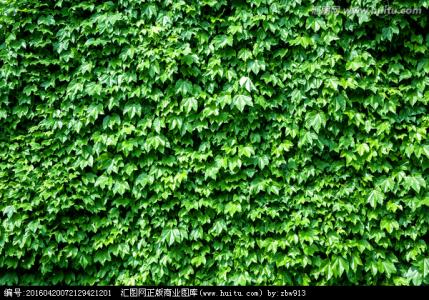 常春藤叶图片 常春藤(图)