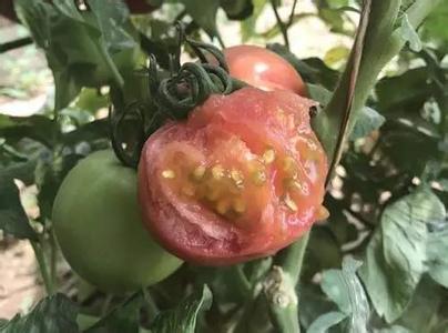 陕西美丽人生相伴一生 有这些美味相伴,就算夏天也可以美丽不寡淡