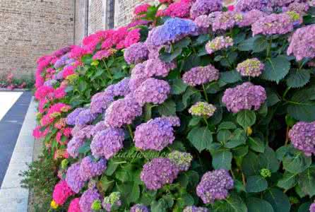 绣球花的养殖方法 绣球花的养殖方法及图片欣赏