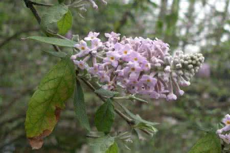 密蒙花 密蒙花 密蒙花(糯米花)【马钱科】