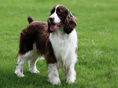 英国史宾格犬 如何保证英国史宾格犬健康