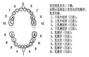换牙时间表 狗狗一生牙齿生长和换牙时间表