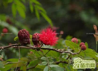 合欢花的功效与作用 合欢花图片 合欢花的功效与作用,合欢花图片欣赏