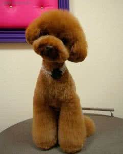 贵宾犬哪种体型最好看 贵宾犬的种类