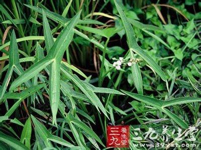 具短硬毛的