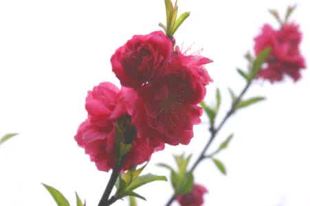 浙江梅朵朵 梅朵朵