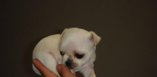 狗狗基本动作训练方法 狗狗训练的基本方法