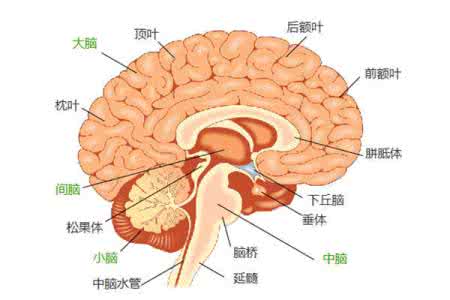 脑梗塞的症状及治疗 脑梗塞的症状及治疗 如何治疗脑梗塞 脑梗塞有哪些症状