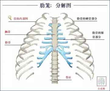 人体骨骼系统结构图 人体骨骼 人体骨骼系统（好图）建议大家收藏