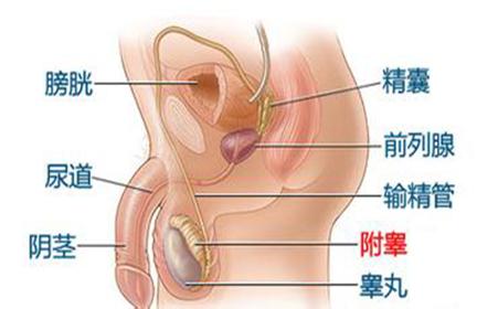 引起附睾炎的病因 引起附睾炎的病因 附睾炎是什么?附睾炎的病因