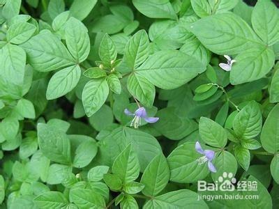白花菜的营养价值 白花菜有什么作用 白花菜有什么作用和营养价值