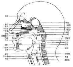 鼻腔共鸣和头腔共鸣 用最简单的方法找到鼻腔、头腔共鸣