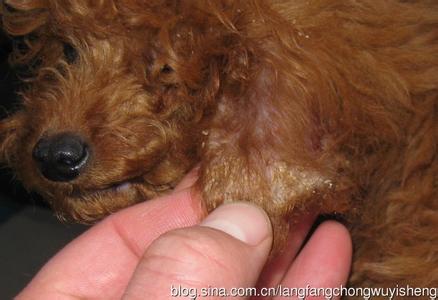 犬疥螨 狗狗犬疥螨的判定与治疗法