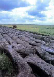 黑土麦田 黑土 “黑土”外传
