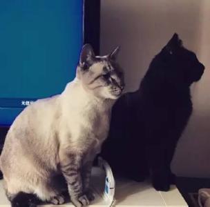 黑猫警长受伤小说 这是所有黑猫最大的伤,明明是只猫被要被当成...