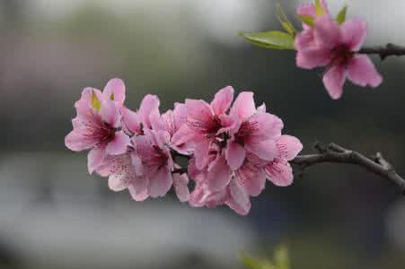 桃花春水生意思 桃花春水生