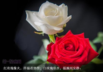 十二星座代表的花语 十二星座代表的花语 两朵玫瑰代表什么 两朵玫瑰的花语是什么啊