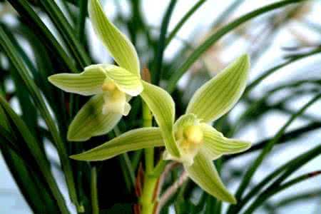 寒兰浇水 寒兰 寒兰如何浇水