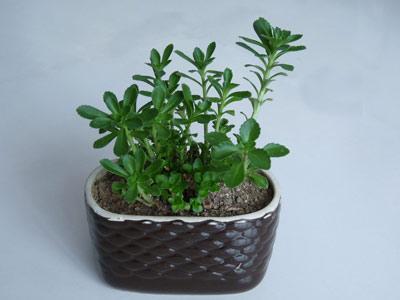 杀蚊虫什么最有效 几种最有效赶走蚊虫的植物