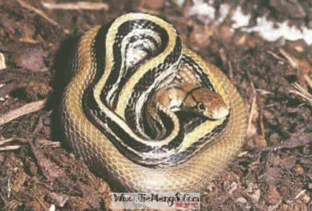 梦见蛇 周公解梦 周公解梦蛇 梦见蛇