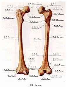 系统解剖学股骨的形态 系统解剖学┃运动系统(3) ——上肢骨与下肢骨