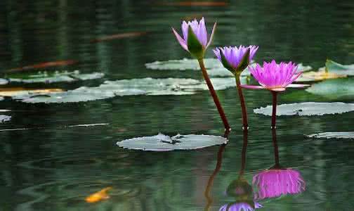 人生成功的十种境界 【人生成功的十种极致境界】