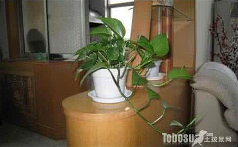 绿萝怎么换盆换土视频 绿萝换盆换土分盆技巧 绿萝什么时候换盆