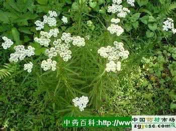 土一枝蒿 一枝蒿 土一枝蒿