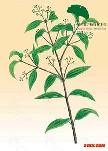 桂枝 桂枝Guizhi