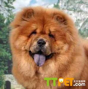 松狮长大了咬人排行几 松狮犬咬人吗